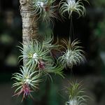 Exotic Tillandsia air plants hanging from a branch, showcasing natural beauty.