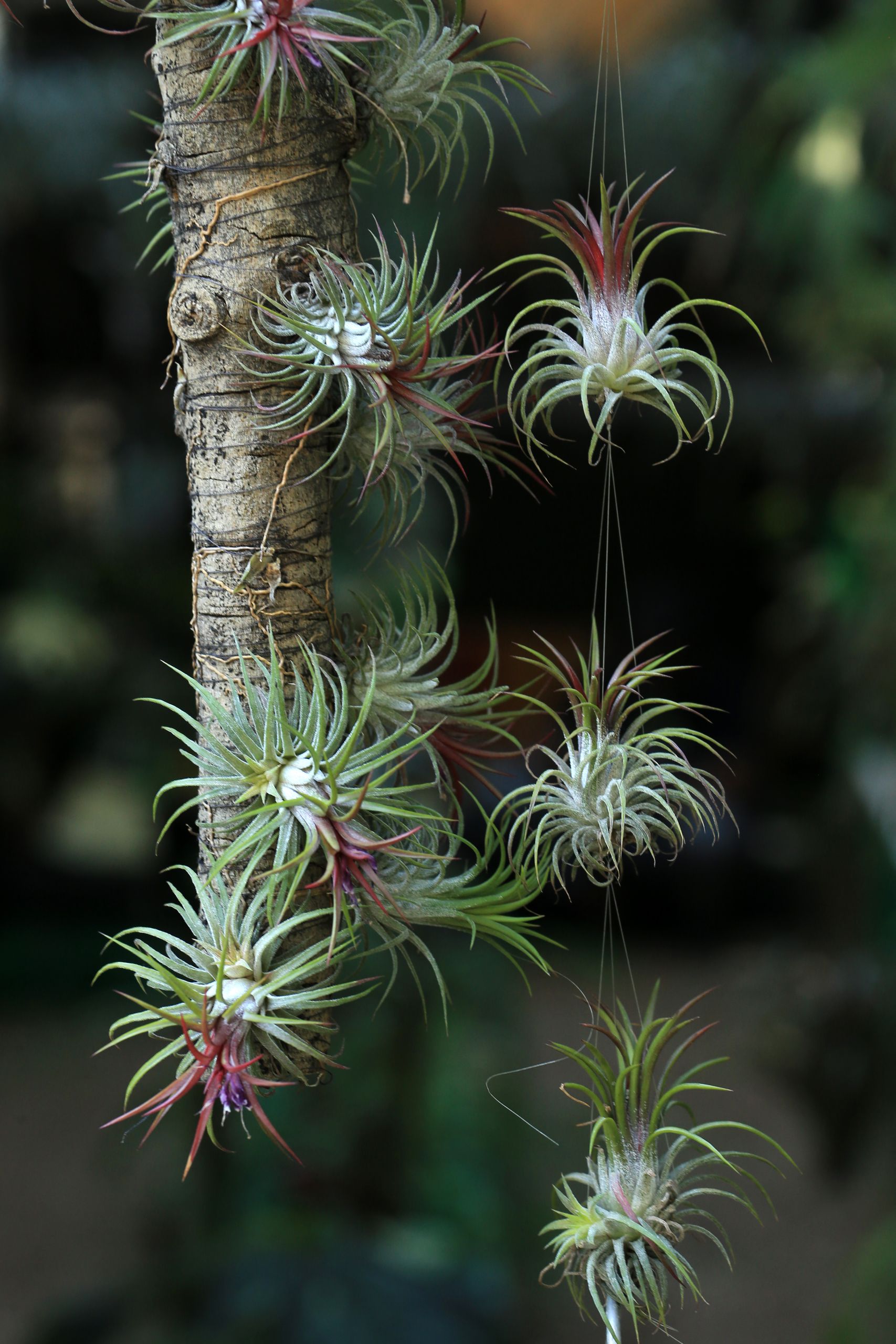 Exotic Tillandsia air plants hanging from a branch, showcasing natural beauty.