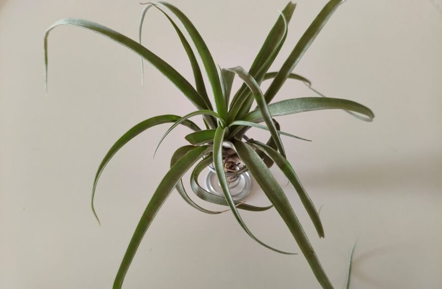 An air plant on an air plants base
