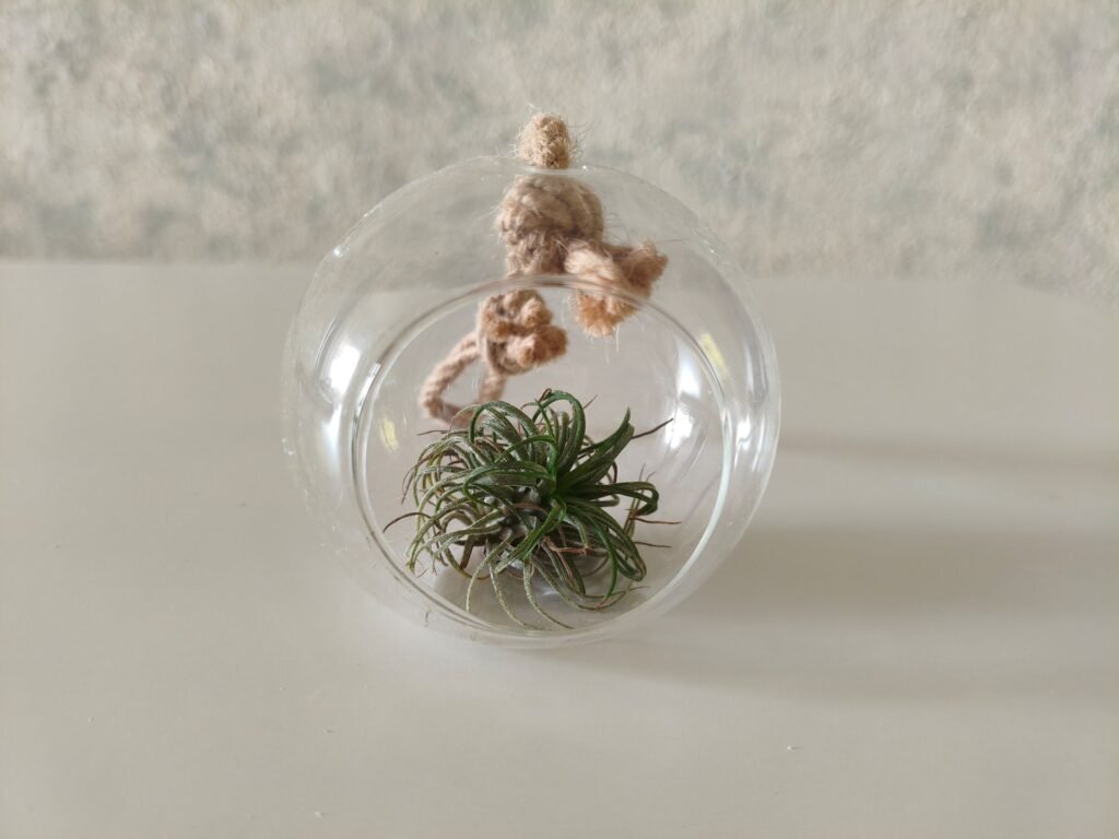 An air plant inside a glass air plants hanging ball