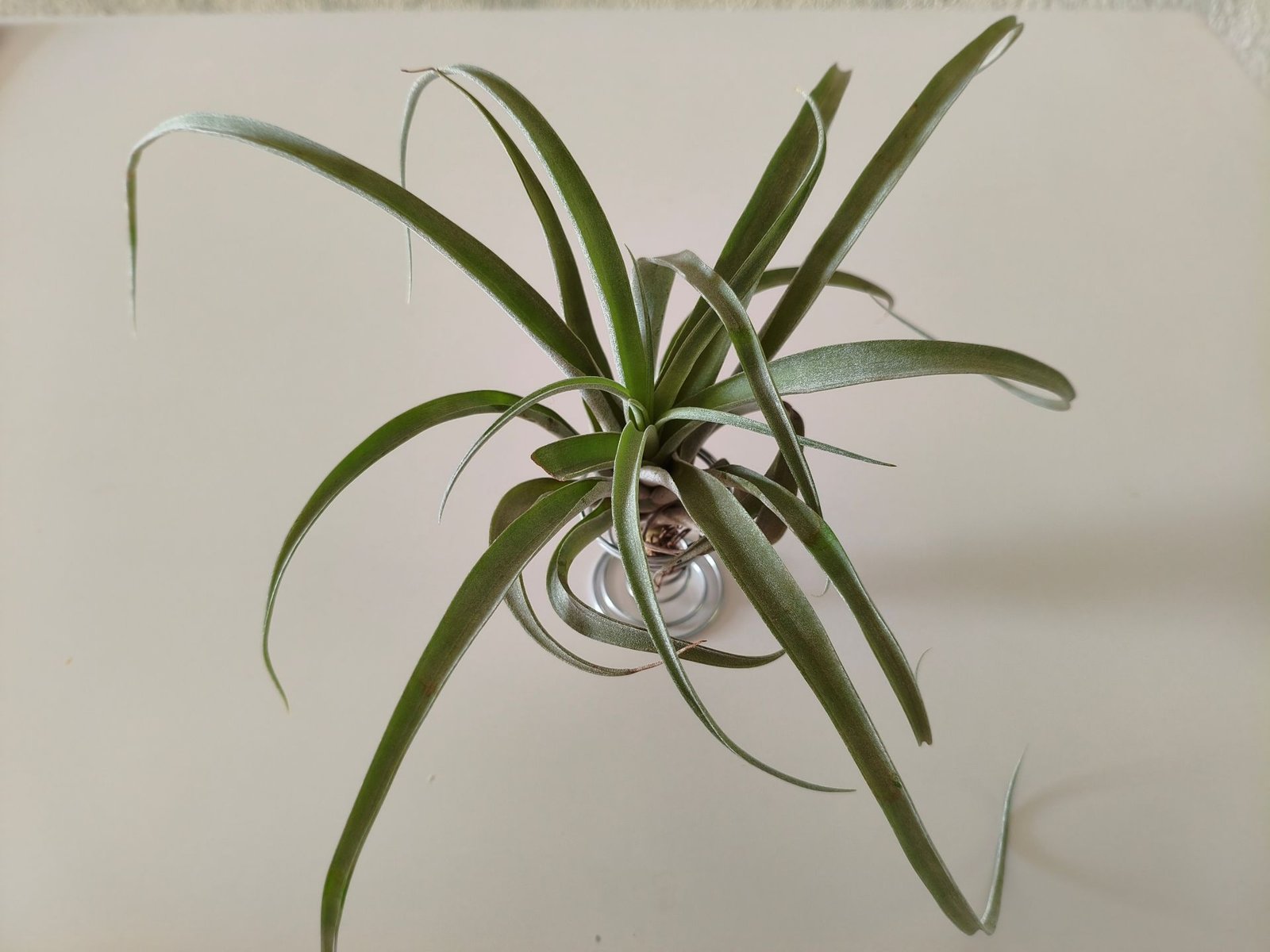 An air plant on an air plants base