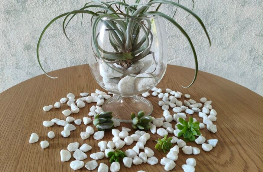 An air plant and succulents on a table