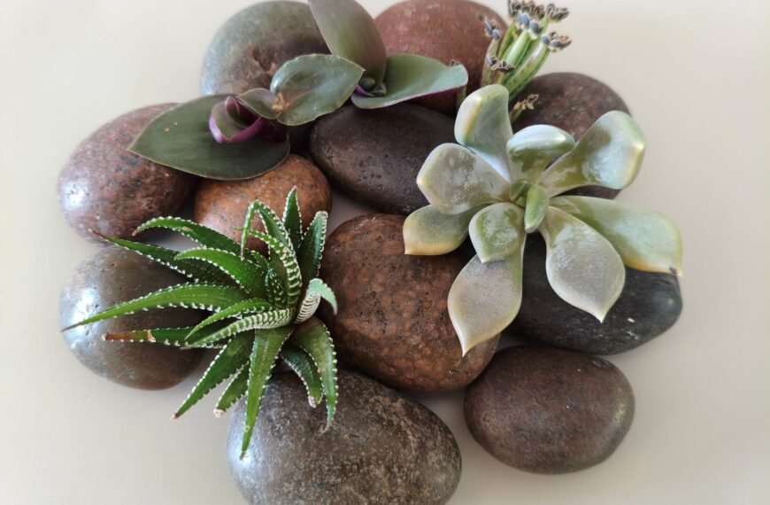 Succulents