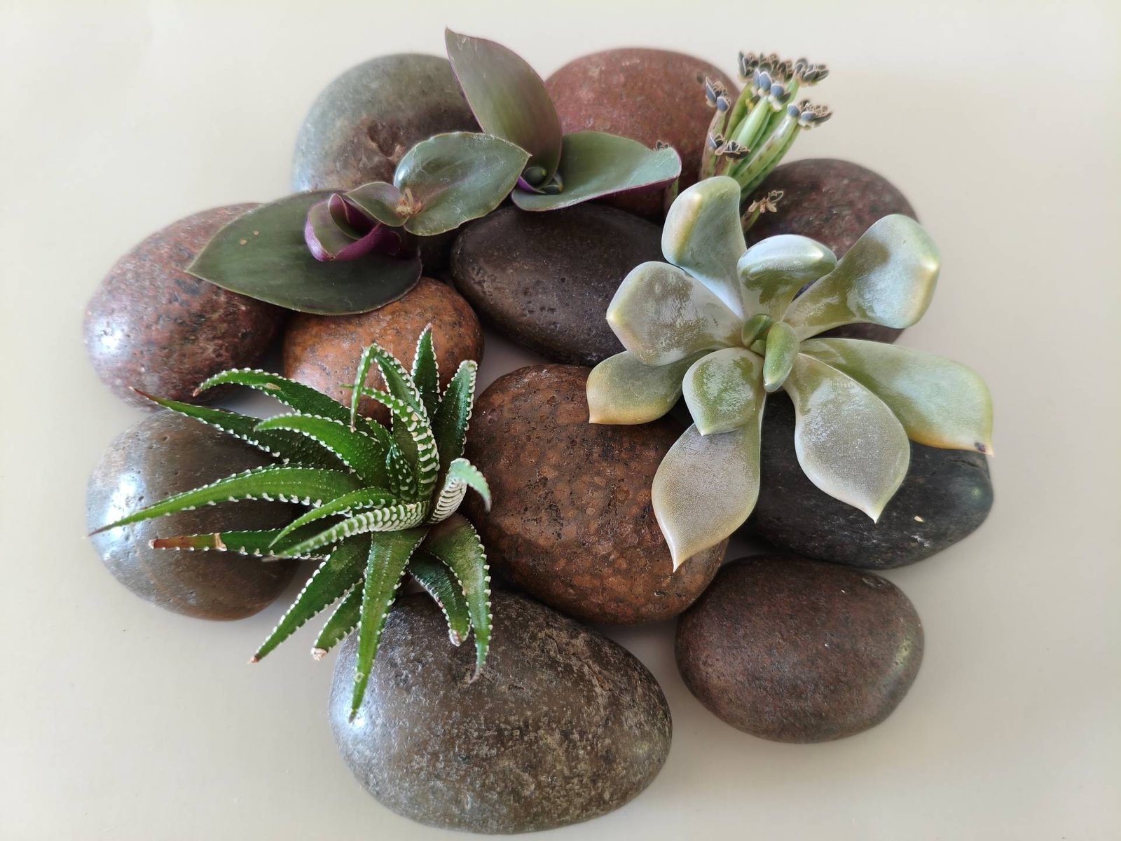 Succulents